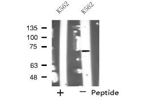 Western blot analysis of extracts from K562 cells, using NOLC1 antibody. (NOLC1 抗体  (C-Term))