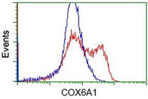 HEK293T cells transfected with either RC210485 overexpress plasmid (Red) or empty vector control plasmid (Blue) were immunostained by anti-COX6A1 antibody (ABIN2452915), and then analyzed by flow cytometry. (COX6A1 抗体)