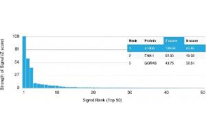 Analysis of Protein Array containing more than 19,000 full-length human proteins using S100B Mouse Recombinant Monoclonal Antibody (rS100B/1012). (Recombinant S100B 抗体)