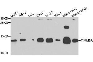 Western blot analysis of extracts of various cell lines, using TIMM8A antibody. (TIMM8A/DDP 抗体)