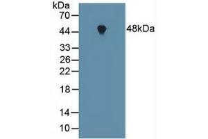 Western blot analysis of Mouse Heart Tissue. (FNTA 抗体  (AA 51-366))