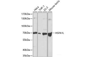 Western blot analysis of extracts of various cell lines using HSPA1L Polyclonal Antibody at dilution of 1:500. (HSPA1L 抗体)