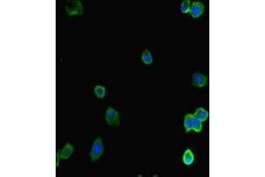 Immunofluorescent analysis of HepG2 cells using ABIN7143108 at dilution of 1:100 and Alexa Fluor 488-congugated AffiniPure Goat Anti-Rabbit IgG(H+L) (ACTR5 抗体  (AA 183-285))