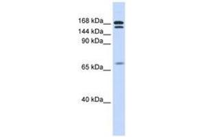 Image no. 1 for anti-Cut-Like Homeobox 2 (CUX2) (AA 432-481) antibody (ABIN6743456) (CUX2 抗体  (AA 432-481))