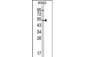 Western blot analysis of CYP2E1 Antibody (C-term) (ABIN652585 and ABIN2842392) in K562 cell line lysates (35 μg/lane). (CYP2E1 抗体  (C-Term))