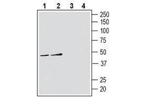 Western blot analysis of human Jurkat T-cell leukemia cell line lysates (lanes 1 and 3) and human THP-1 monocytic leukemia cell line lysates (lanes 2 and 4): - 1, 2.