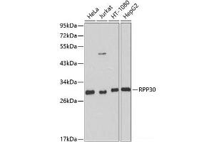 Western blot analysis of extracts of various cell lines using RPP30 Polyclonal Antibody at dilution of 1:1000. (RPP30 抗体)