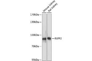 Western blot analysis of extracts of various cell lines, using RXFP2 antibody (ABIN7269908) at 1:3000 dilution. (RXFP2 抗体  (AA 80-180))
