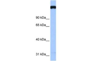 Western Blotting (WB) image for anti-TAF1 RNA Polymerase II, TATA Box Binding Protein (TBP)-Associated Factor, 250kDa (TAF1) antibody (ABIN2460481) (TAF1 抗体)