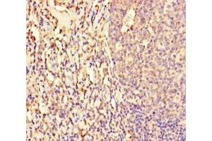 Immunohistochemistry of paraffin-embedded human tonsil tissue using ABIN7161762 at dilution of 1:100 (NFIX 抗体  (AA 201-440))