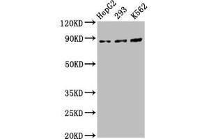 Western Blot Positive WB detected in: HepG2 whole cell lysate, 293 whole cell lysate, K562 whole cell lysate All lanes: CDH7 antibody at 5. (Cadherin 7 抗体  (AA 146-296))