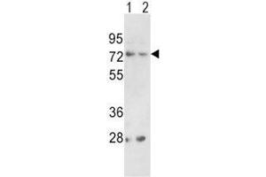 Western blot analysis of PCSK2 antibody and (1) 293 and (2) K562 lysate (PCSK2 抗体  (AA 318-346))