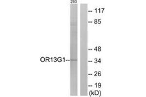 Western Blotting (WB) image for anti-Olfactory Receptor, Family 13, Subfamily G, Member 1 (OR13G1) (AA 241-290) antibody (ABIN2890967) (OR13G1 抗体  (AA 241-290))
