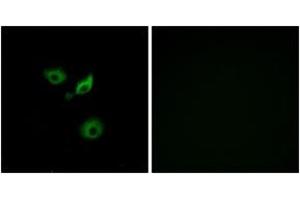 Immunofluorescence (IF) image for anti-Olfactory Receptor, Family 10, Subfamily AD, Member 1 (OR10AD1) (AA 141-190) antibody (ABIN2890914) (OR10AD1 抗体  (AA 141-190))