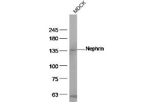 MDCK cell lysates, probed with Nephrin Polyclonal Antibody, unconjugated at 1:500 overnight at 4°C followed by a conjugated secondary antibody for 60 minutes at 37°C. (Nephrin 抗体  (AA 451-550))