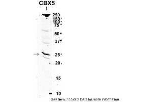 Western Blotting (WB) image for anti-Chromobox Homolog 5 (CBX5) (Middle Region) antibody (ABIN2779672) (CBX5 抗体  (Middle Region))