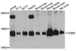Western blot analysis of extracts of various cell lines, using TCEB1 antibody. (TCEB1 抗体  (AA 1-112))