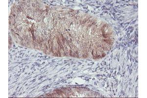 Image no. 11 for anti-Aminoacylase 1 (ACY1) antibody (ABIN1496455)