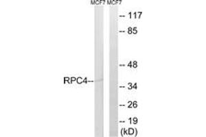 Western Blotting (WB) image for anti-Polymerase (RNA) III (DNA Directed) Polypeptide D, 44kDa (POLR3D) (AA 281-330) antibody (ABIN2890275) (POLR3D 抗体  (AA 281-330))