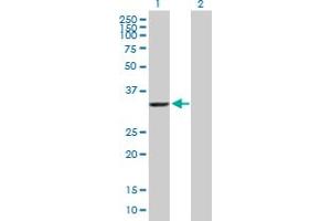 Western Blot analysis of AKR7A2 expression in transfected 293T cell line by AKR7A2 MaxPab polyclonal antibody. (AKR7A2 抗体  (AA 1-330))