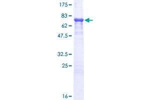 A1BG Protein (AA 1-373) (GST tag)