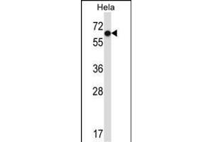 NR0B1 Antibody (Center) (ABIN657696 and ABIN2846687) western blot analysis in Hela cell line lysates (35 μg/lane).