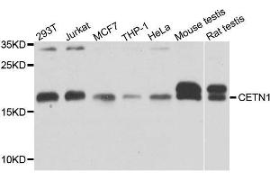 Western blot analysis of extracts of various cell lines, using CETN1 antibody. (Centrin 1 抗体  (AA 1-172))