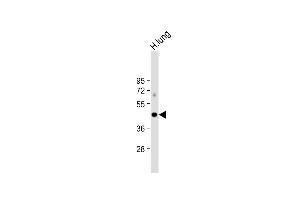 Anti-ALDH3A1 Antibody (Center) at 1:1000 dilution + human lung lysate Lysates/proteins at 20 μg per lane. (ALDH3A1 抗体  (AA 254-284))