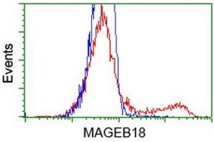 HEK293T cells transfected with either RC206329 overexpress plasmid (Red) or empty vector control plasmid (Blue) were immunostained by anti-MAGEB18 antibody (ABIN2454279), and then analyzed by flow cytometry. (MAGEB18 抗体)