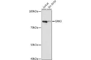 Western blot analysis of extracts of various cell lines, using GRK3 antibody (ABIN7265505) at 1:1000 dilution. (ADRBK2 抗体)