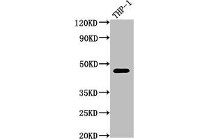 Western Blot Positive WB detected in: THP-1 whole cell lysate All lanes: CD38 antibody at 1:2000 Secondary Goat polyclonal to rabbit IgG at 1/50000 dilution Predicted band size: 35, 14 kDa Observed band size: 42 kDa (Recombinant CD38 抗体)