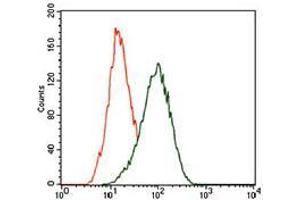 Flow cytometric analysis of HeLa cells using KLF1 mouse mAb (green) and negative control (red). (KLF1 抗体  (AA 208-362))