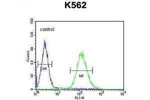 TEX9 Antibody (N-term) flow cytometric analysis of K562 cells (right histogram) compared to a negative control cell (left histogram). (TEX9 抗体  (N-Term))