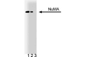 Western Blotting (WB) image for anti-Nuclear Mitotic Apparatus Protein 1 (NUMA1) (AA 10-189) antibody (ABIN968039) (NUMA1 抗体  (AA 10-189))