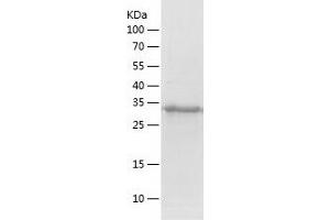 Western Blotting (WB) image for DnaJ (Hsp40) Homolog, Subfamily B, Member 6 (DNAJB6) (AA 1-326) protein (His tag) (ABIN7122695) (DNAJB6 Protein (AA 1-326) (His tag))