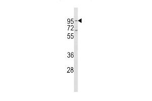 Western blot analysis of CD71 Antibody (C-term) (ABIN650772 and ABIN2850440) in Hela cell line lysates (35 μg/lane). (Transferrin Receptor 抗体  (C-Term))