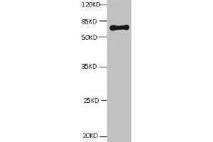 All lanes: Mouse Anti-BSA monoclonal antibody at 1 μg/mL Lane 1:Bovine serum Albumin Predicted band size : 67kd Observed band size : 67kd