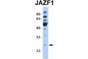 Western Blotting (WB) image for anti-JAZF Zinc Finger 1 (JAZF1) (N-Term) antibody (ABIN2775141)