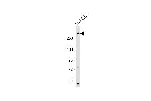 Anti-E at 1:2000 dilution + U-2 OS whole cell lysate Lysates/proteins at 20 μg per lane. (p300 抗体  (Ser1834))