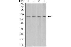 Western Blotting (WB) image for anti-Vascular Endothelial Growth Factor A (VEGFA) (AA 207-371) antibody (ABIN5879821)