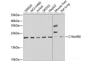 Western blot analysis of extracts of various cell lines using C16orf80 Polyclonal Antibody at dilution of 1:1000. (C16orf80 抗体)