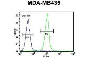 IGKV A18 Antibody (C-term) flow cytometric analysis of MDA-MB435 cells (right histogram) compared to a negative control cell (left histogram). (IGKV A18 抗体  (C-Term))