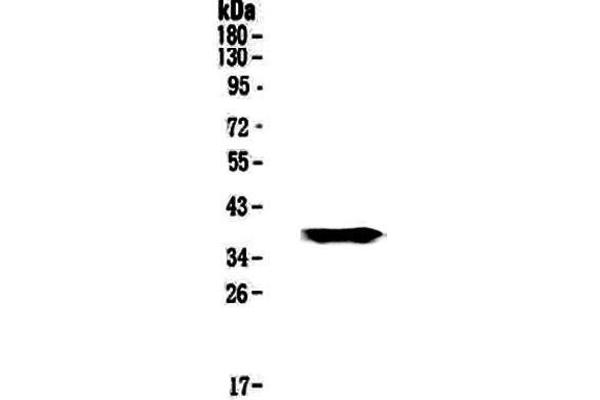 GALE Antikörper  (AA 1-340)