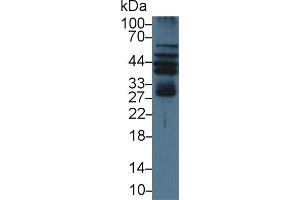 Western Blotting (WB) image for anti-Advanced Glycosylation End Product-Specific Receptor (AGER) (AA 1-237) antibody (ABIN7441463)