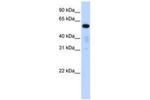 Image no. 1 for anti-Family with Sequence Similarity 98, Member A (FAM98A) (AA 432-481) antibody (ABIN6741300)