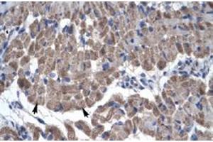 Immunohistochemical staining (Formalin-fixed paraffin-embedded sections) of human muscle with GAS7 polyclonal antibody  at 4-8 ug/mL working concentration. (GAS7 抗体  (N-Term))