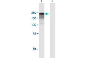 Western Blot analysis of CD109 expression in transfected 293T cell line by CD109 MaxPab polyclonal antibody. (CD109 抗体  (AA 1-1445))