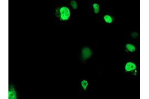 Immunofluorescence (IF) image for anti-ELK3, ETS-Domain Protein (SRF Accessory Protein 2) (ELK3) antibody (ABIN1498007)