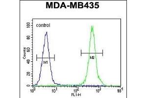 Flow Cytometry (FACS) image for anti-Haptoglobin (HP) (AA 296-322), (Center) antibody (ABIN654637)
