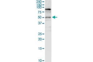 Western Blotting (WB) image for anti-Solute Carrier Family 3 (Activators of Dibasic and Neutral Amino Acid Transport), Member 2 (SLC3A2) (AA 1-529) antibody (ABIN520239)